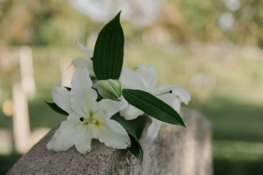 White lilies resting on a stone memorial in soft natural light. Photo by RDNE Stock project on Pexels