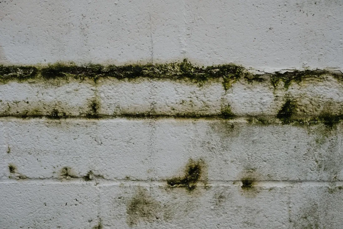 Mould growth along a damp wall in the UK. Photo by Rodion Kutsaiev on Pexels