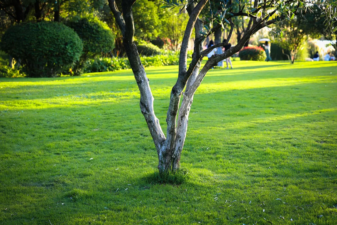 Lush green backyard lawn with a mature tree in bright sunshine. Photo by Andy Lee on Pexels