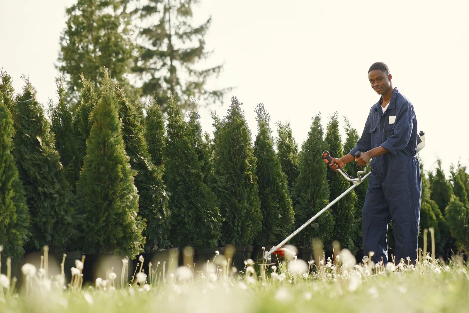 Experienced gardener in overalls uses a trimmer to maintain lush green hedge in daylight. Photo by Gustavo Fring on Pexels