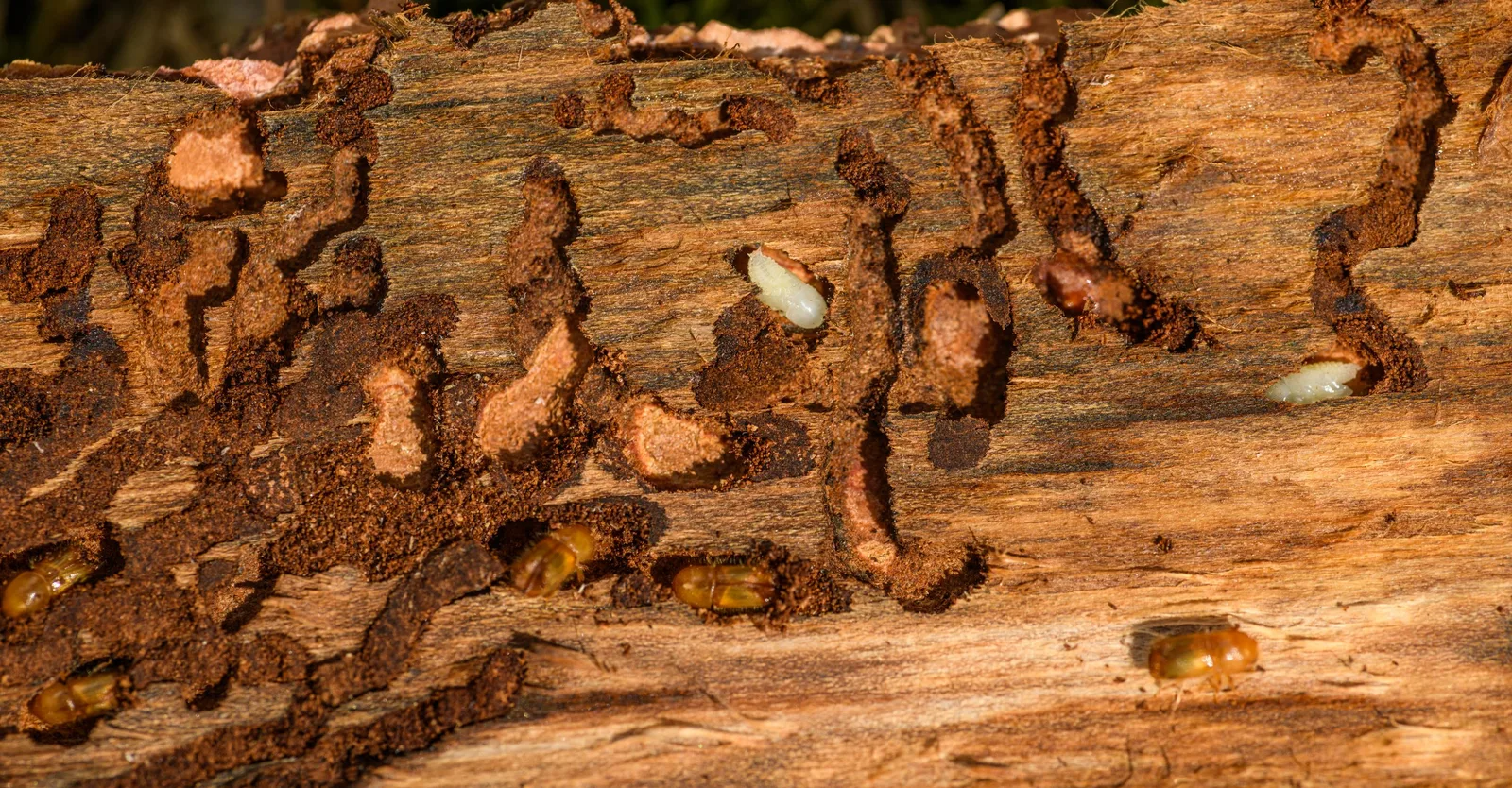 Detailed close-up of tree bark showing woodworm infestation and damage. Photo by Petr Ganaj on Pexels