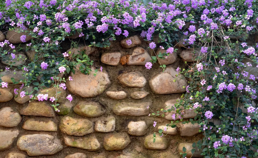 Natural stone retaining wall topped with purple flowering plants in a garden. Photo by Quang Nguyen Vinh on Pexels
