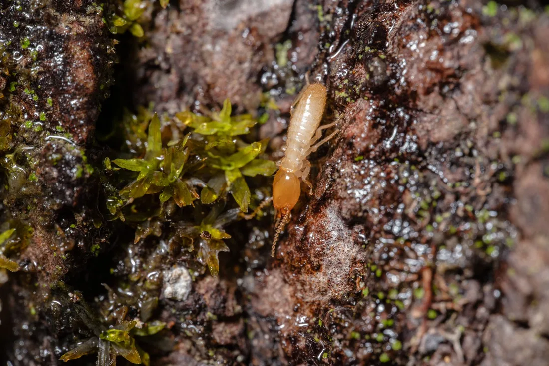 Termite crawling on damaged wood and moss in close-up in Australia. Photo by Jimmy Chan on Pexels