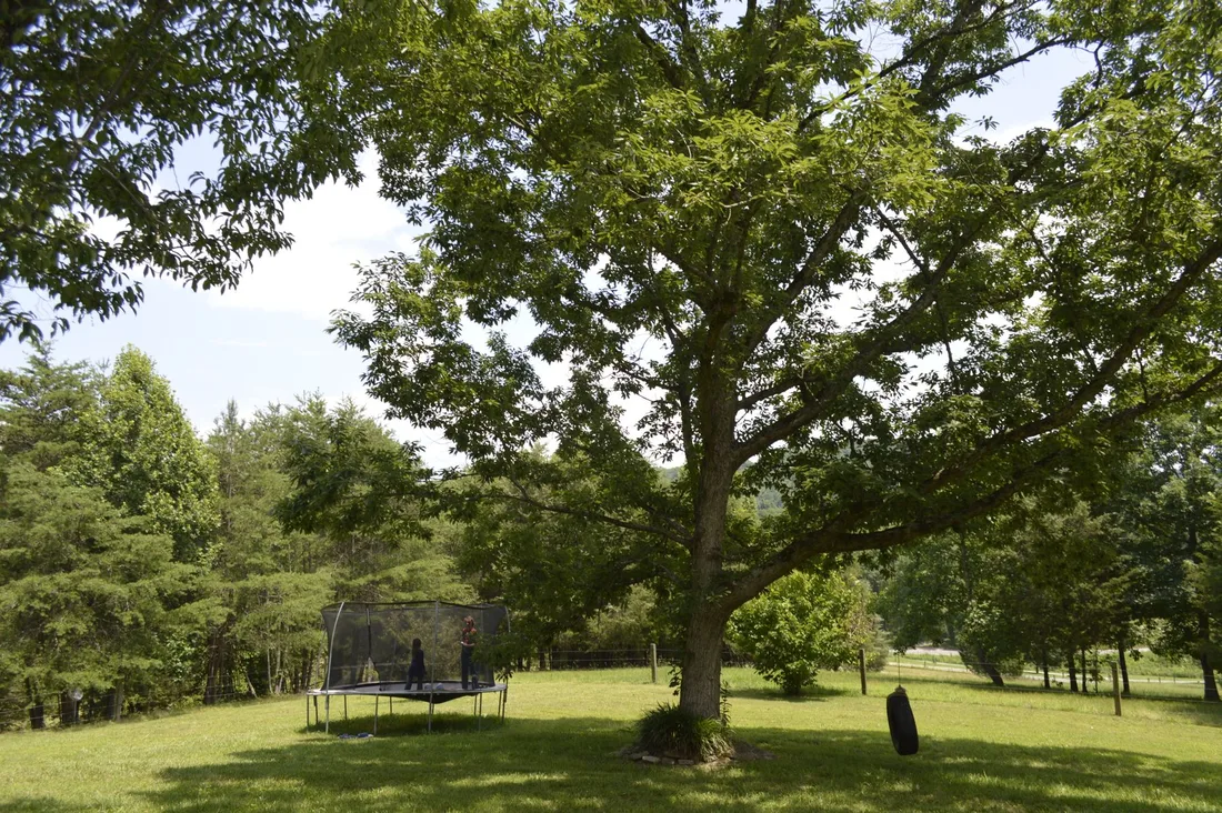 Large mature oak tree standing in a sunny green backyard lawn. Photo by David Shaun Ezzell on Pexels