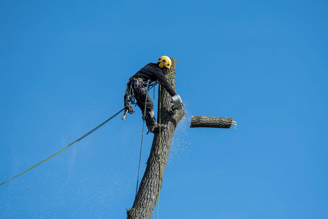 A skilled arborist wearing safety gear cuts a tree with a chainsaw against a clear blue sky. Photo by Jacky on Pexels