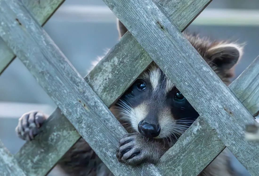Adorable raccoon peeking through a wooden fence with curious eyes. Photo by Ali   Soheil on Pexels