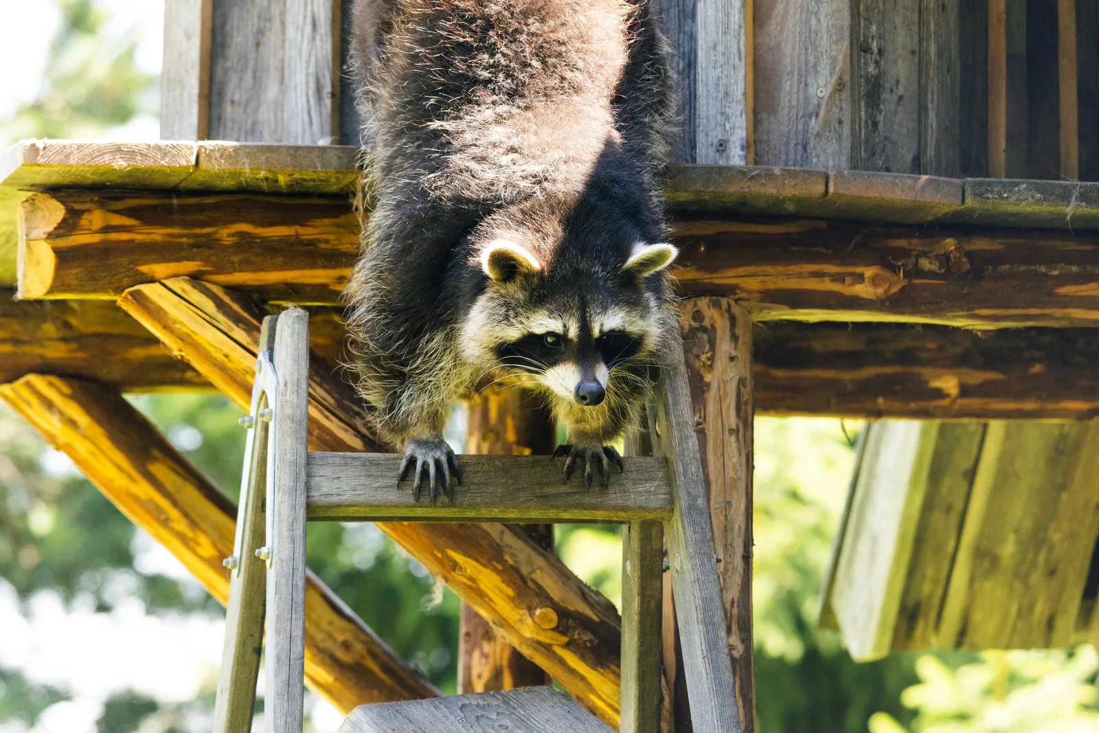 Raccoon climbing a ladder at a house, a typical wildlife removal call. Photo by Patrick on Pexels