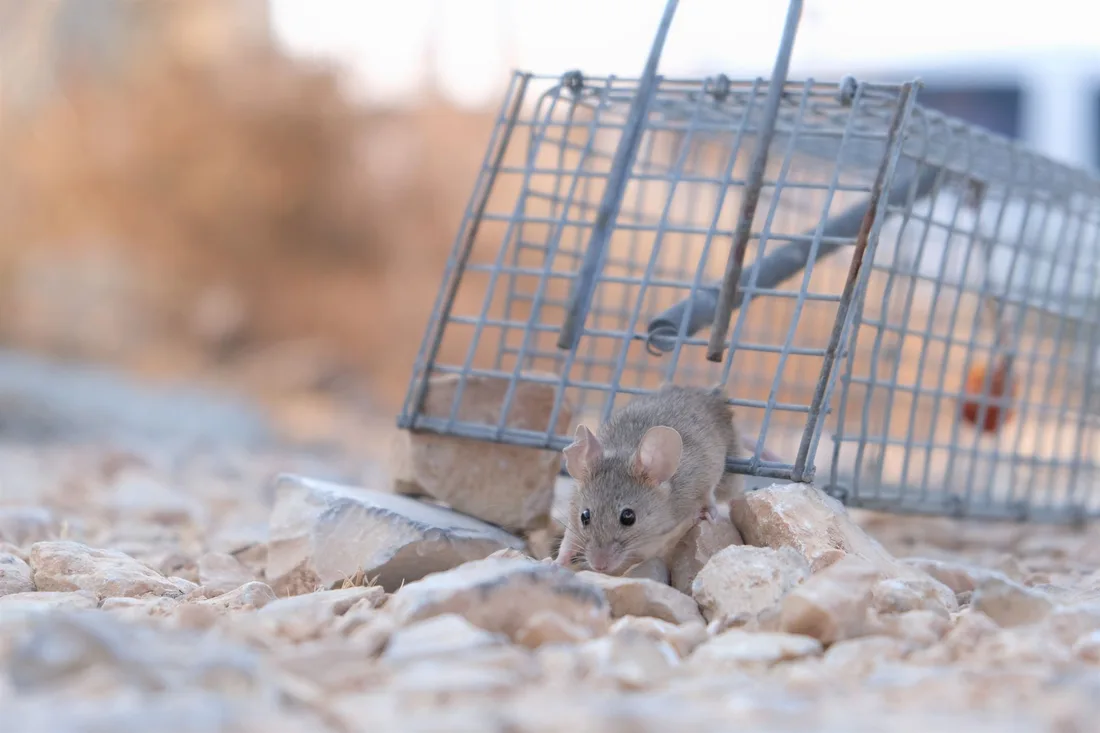 Small mouse next to a wire live-catch trap on dry ground. Photo by ‫צור אייזקס‬‎ on Pexels