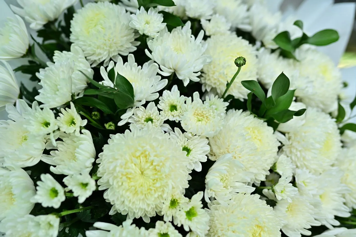 White chrysanthemum flowers for a memorial. Photo by Sóc Năng Động on Pexels