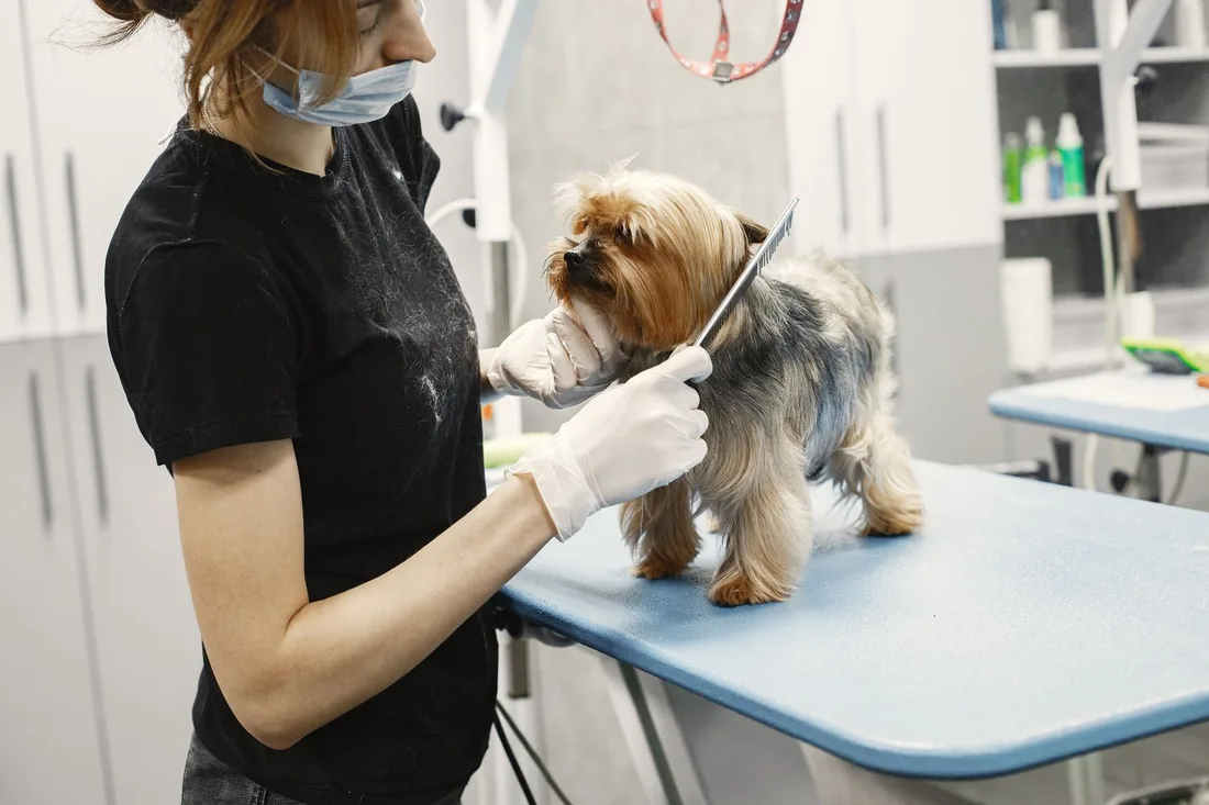 A groomer trims a small dog's fur at a modern pet salon indoors. Photo by Gustavo Fring on Pexels