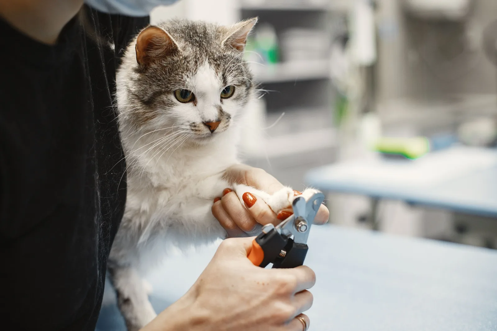 A domestic cat receiving a nail trimming at a professional pet grooming salon indoors. Photo by Gustavo Fring on Pexels