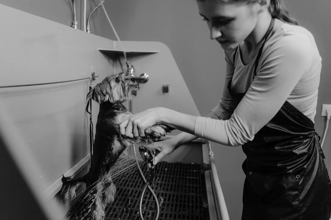 Woman washing a small dog in a grooming salon sink, black and white photo. Photo by Tima Miroshnichenko on Pexels
