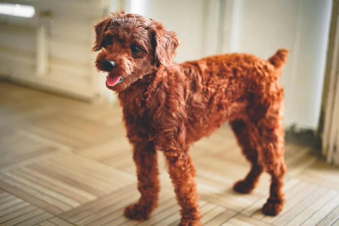Freshly groomed brown poodle standing happily on a wooden floor. Photo by Afif Ramdhasuma on Pexels